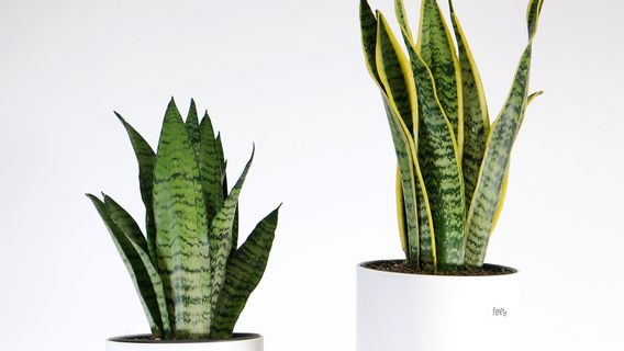 5 Penyebab Tanaman Sansevieria Layu dan Kehilangan Motif