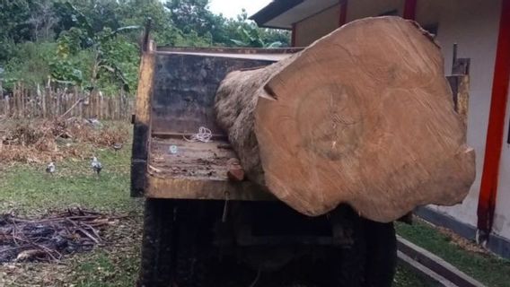 Pembalakan Liar di Cagar Alam Sultra, Pelaku Terancam Denda Rp2 Miliar
