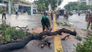 Black Innova Ringsek Hit By Falling Tree In Front Of Gambir Station