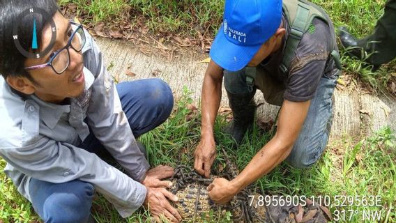 検疫所から解放された138センチのワニが、大谷川で日光浴をしているときにBKSDAジョグジャカルタに捕まりました