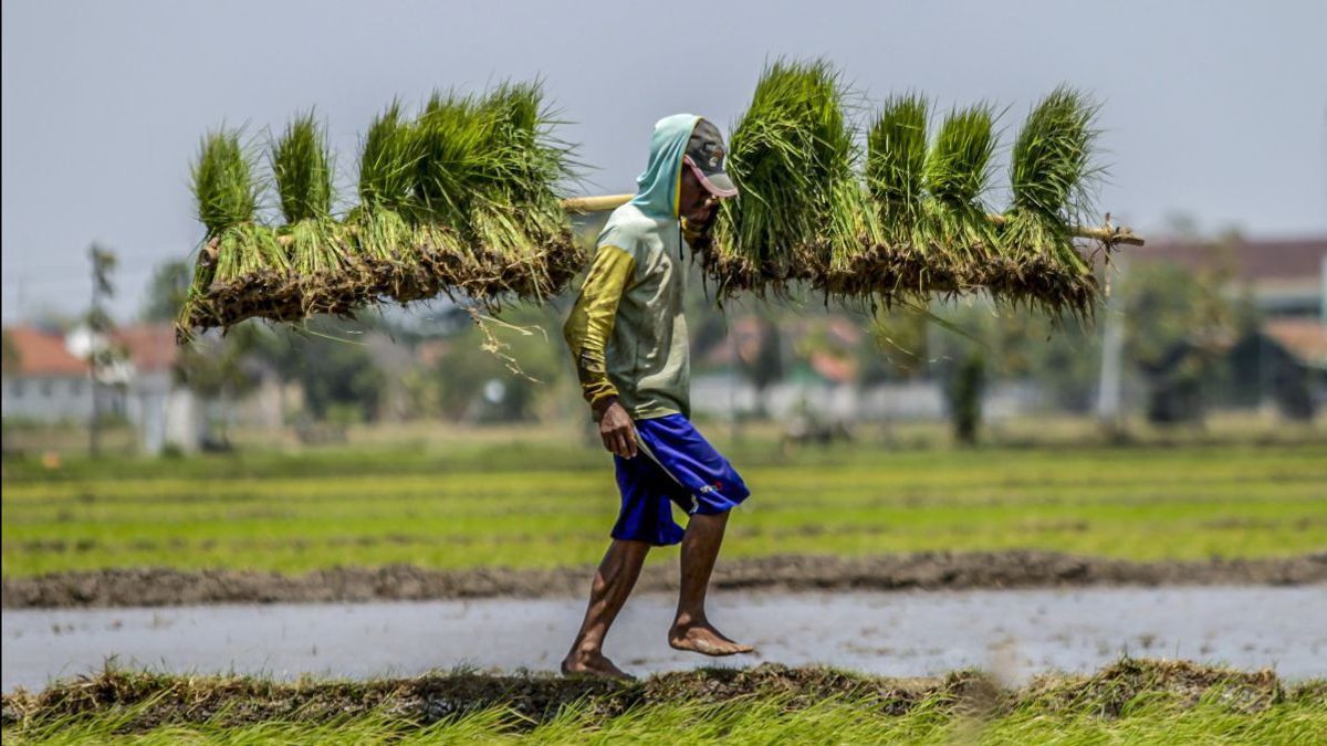 Pas d’importation de riz et de stocks de Bulog les plus élevés, la DPR apprécie la sécurité alimentaire 2025