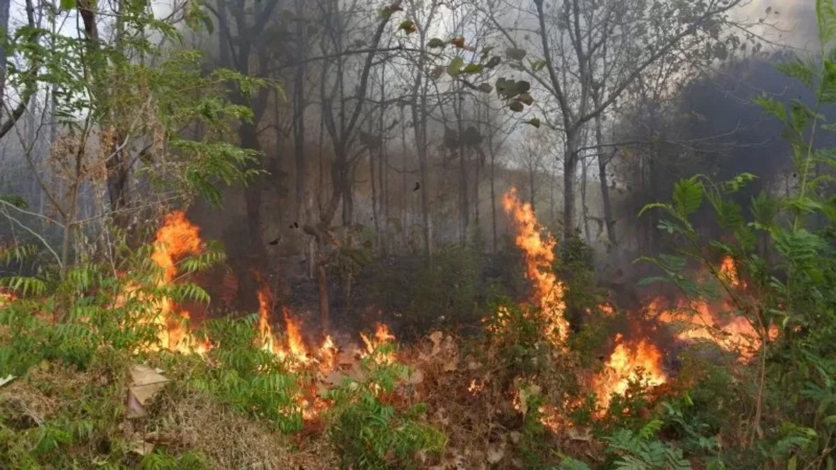 تظهر النقاط الساخنة ، وسط كاليمانتان يقف لتوقع حرائق الغابات