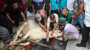 DKI Provincial Government: Sacrificial Animal Waste No More Thrown Into Got!