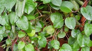 30 Benefits Of Binahong Leaves To Heal Various Diseases