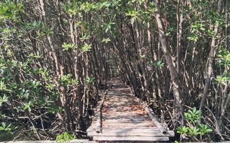 Kantornya Anies Genjot Penanaman Mangrove Kendalikan Rob di Pesisir Jakarta