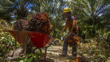 パーム油農家がBPDPKS機関でジョコウィにベナヒ規制を要請