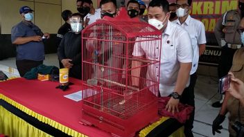 Vendant Des Oiseaux Endémiques Allant De Cendrawasih Et Nuri Bayan, Cet Homme De Sidoarjo Menacé D’une Amende De 100 Millions De Rp