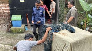 Macan Tutul Penyerang Warga Bandung Direhabilitasi, Nasibnya Menunggu Rekomendasi Dokter