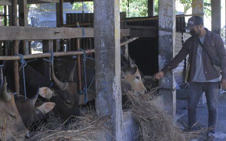 Ratusan Ekor Sapi NTT Tujuan DKI Tertahan di Jatim Dampak Penyakit Kuku Mulut