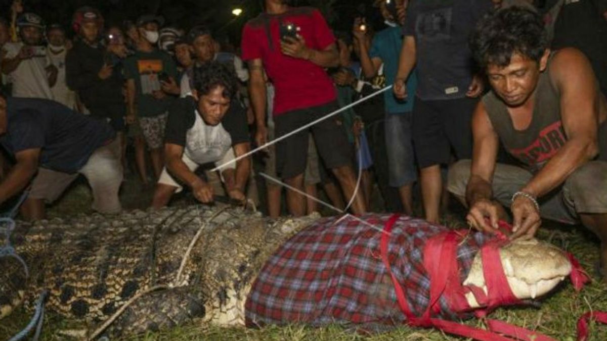 The Presence Of Crocodiles In The Palu River: Wild Animals But Has Become Part Of Local Wisdom