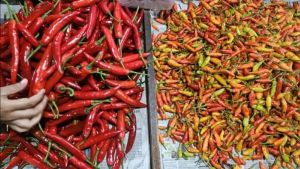 Cabai Merah-Hijau dan Daging Ayam jadi Penyumbang Utama Inflasi September 2025