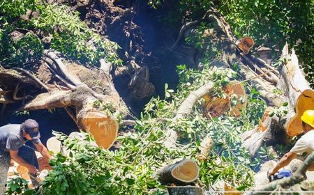 Pemkot Mataram Siap Beli Alat Pendeteksi Kesehatan Pohon untuk Menerka Kapan Tumbang