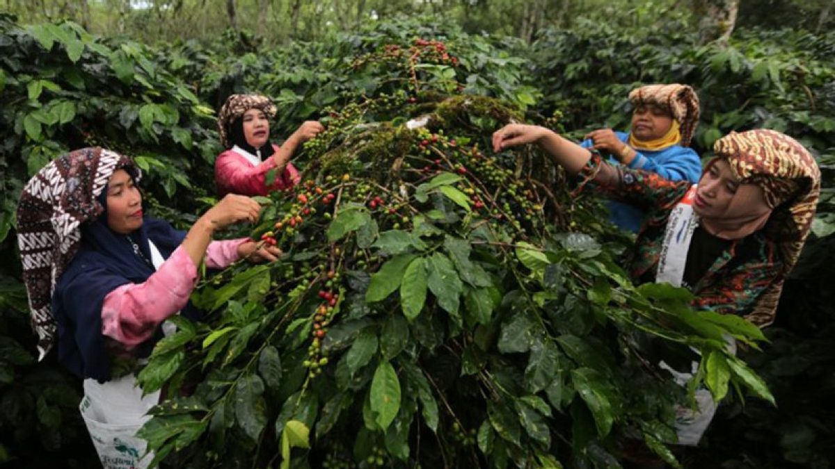 Le gouvernement prépare 40 milliards de roupies pour restaurer les plantations de café à Aceh