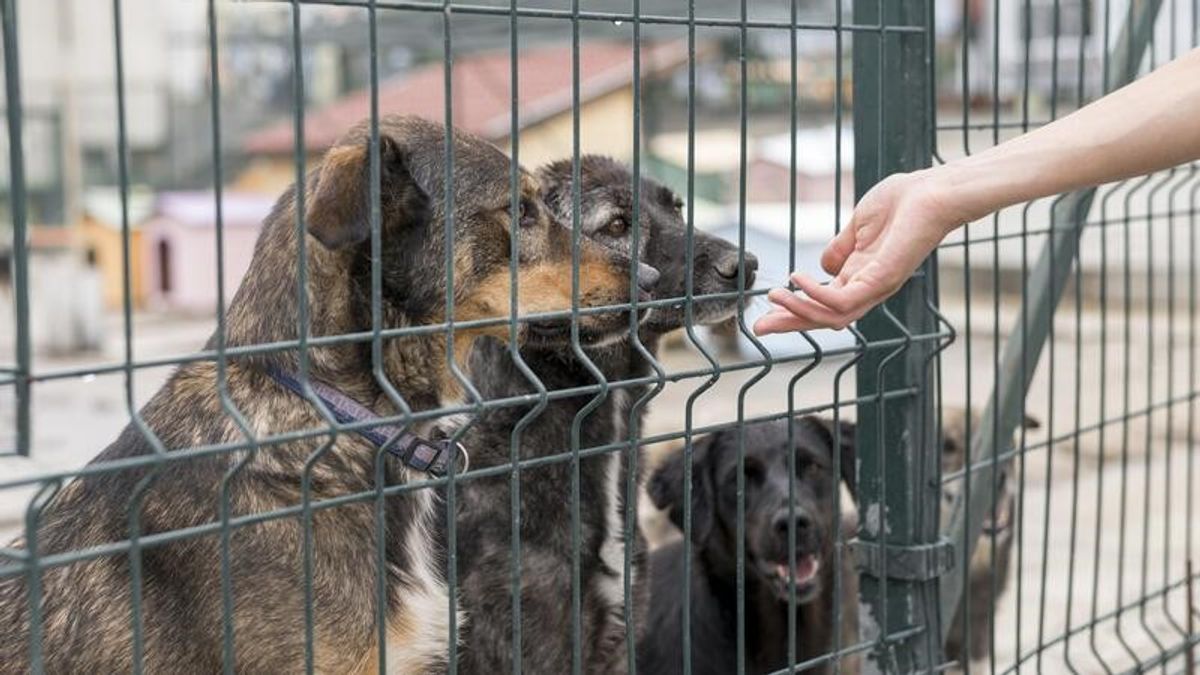 Rabies Cases Increase, Do This First Aid After Being Bitten By Dogs