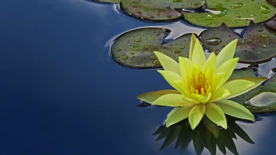 Cara Merawat Teratai agar Subur dan Mudah Berbunga, Bikin Taman Makin Eksotis