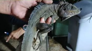 116 野生生物ヘンダック ペルニ船KMシナブンで確保されたジャワ島への密輸