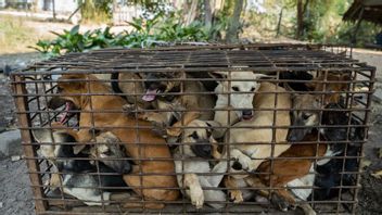 Cas de meurtre d'un chien de chasse à Bali: un portrait flou de la protection des animaux en Indonésie