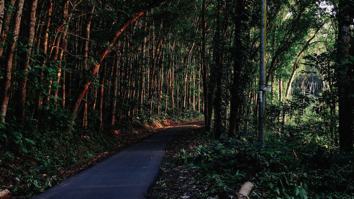 Hutan RI Sudah Lama Berkontribusi Turunkan Emisi Karbon, 2021 Baru Dimonetisasi
