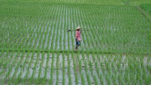 Pupuk Kaltim Bangun Kawasan Pertanian Modern di Kalimantan Timur