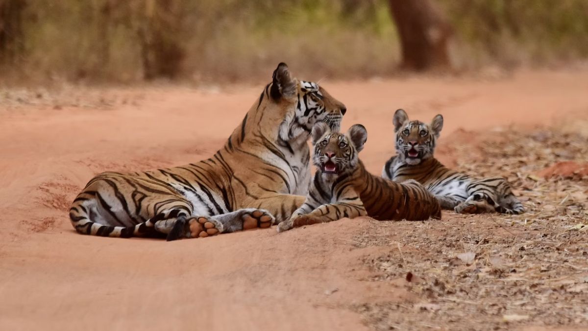 Sumatran Tiger TMSBK Bukittinggi Dies Due To Malnutrition