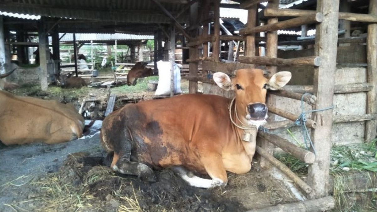 在宰牲节之前，龙目岛中部的口蹄疫疫情从奶牛蔓延到水牛和山羊
