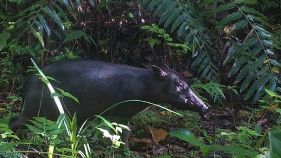 Wujud Babirusa yang Dianggap Mitos Terekam di Pulau Buru Maluku