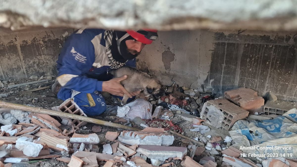 Diselamatkan dari Reruntuhan Gempa Turki Setelah Terjebak Selama 129 Jam, Kucing Ini Akhirnya Diadopsi