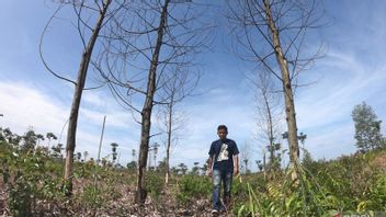 Walhi Predicts 60 Percent Of Jambi's Forests Have Been Damaged And Encroached