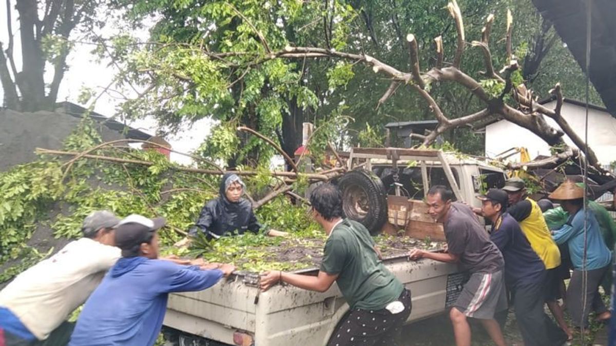 Pohon Tumbang Timpa Motor dan Mobil di Kudus, Penumpang Termasuk Bayi 10 Bulan Selamat