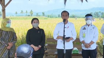 En Voyant La Récolte à Malang, Jokowi Veut S’assurer Que La Production De Riz Est Suffisante
