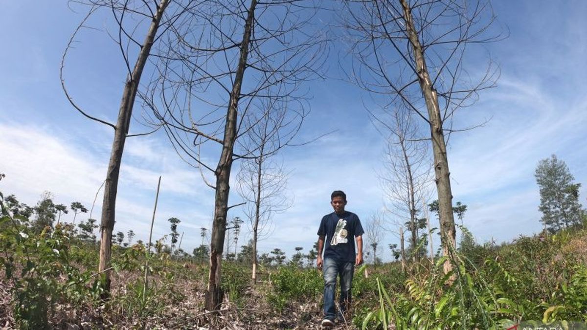 Walhi Prediksi 60 Persen Hutan Jambi Sudah Rusak dan Dirambah