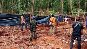 Harimau Serang Pekerja Perkebunan di Pelalawan Riau, BKSDA Pasang 10 Kamera Jebak