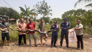 7 Meter Python Appears In Rancamoyan Residents' Garden, Tangerang BPBD Moves Quickly To Evacuate