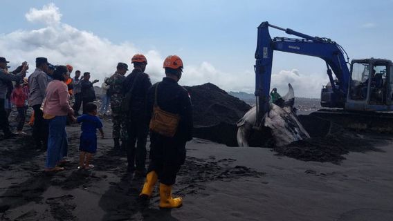 Petugas Gunakan Alat Berat Kubur Bangkai Hiu Paus di Lumajang