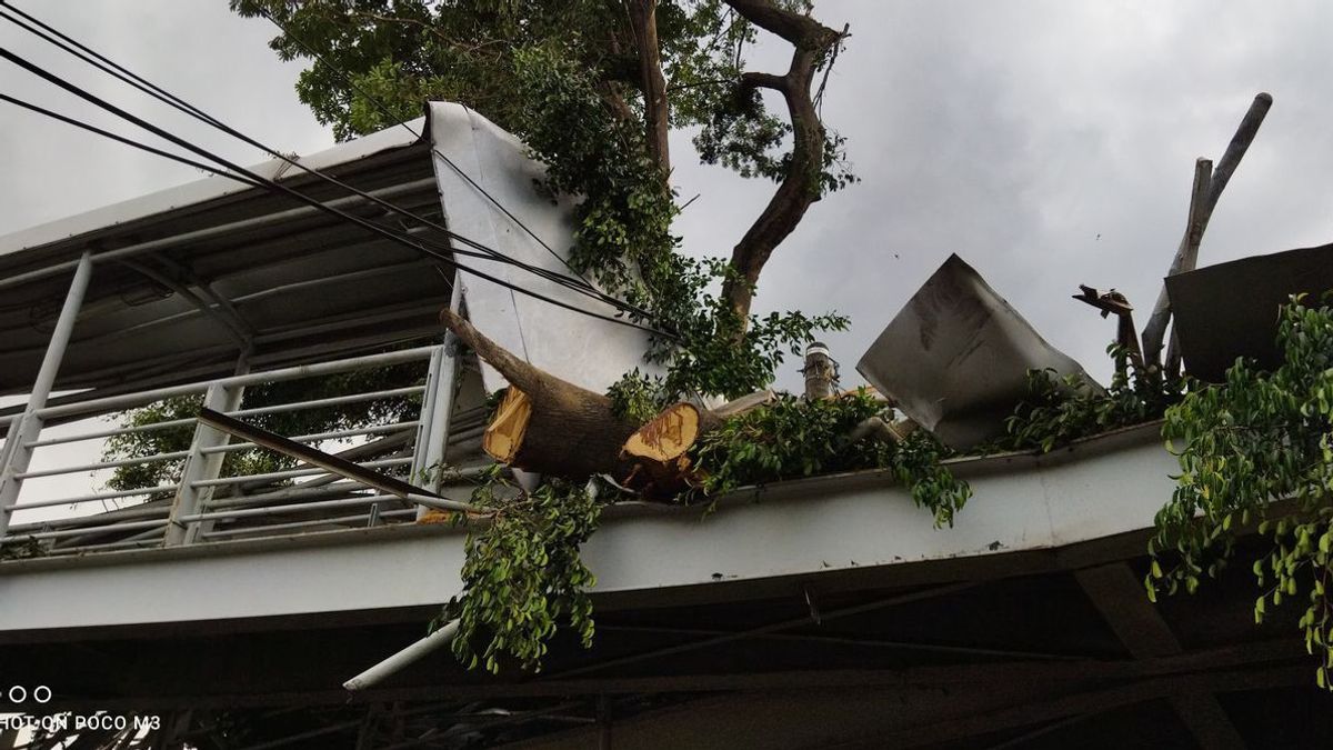 DKI BPBD Appelle 26 Arbres Tombés à Jakarta à Cause Du Cyclone Tropical Paddy