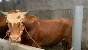 イドゥラッド2026に先立ち、ジャカルタの犠牲動物の販売は増加し、羊は以前より多くを殺した 