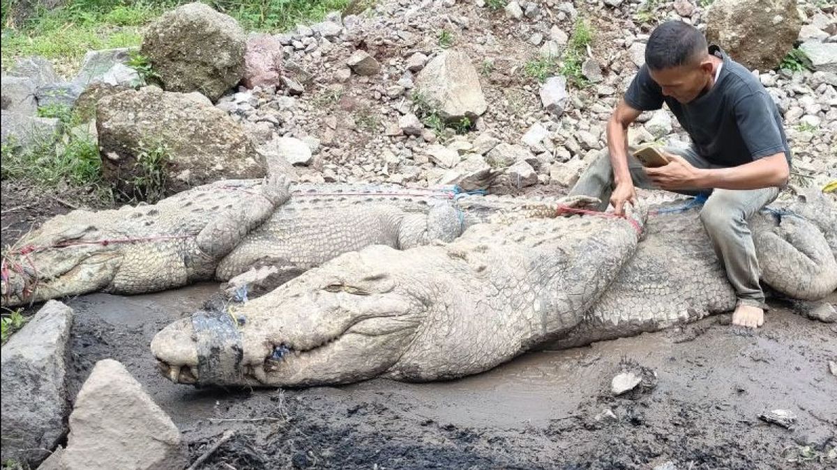 Polisi dan Tim Gabungan Kembali Sisir Lokasi Penangkaran Buaya di Cianjur yang Jebol