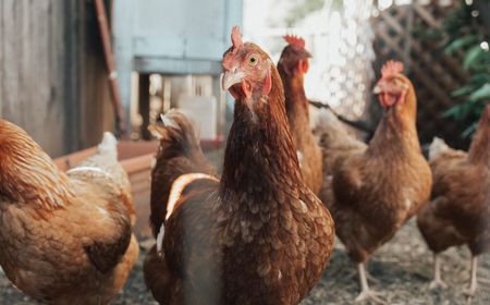 Bule Rusia di Bali Bikin Petisi Komplain Ayam Berkokok, Dispar Bakal Mediasi