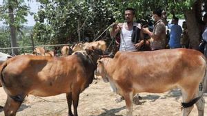 17.871 Hewan Ternak di Aceh Timur Mati Akibat Banjir Bandang 