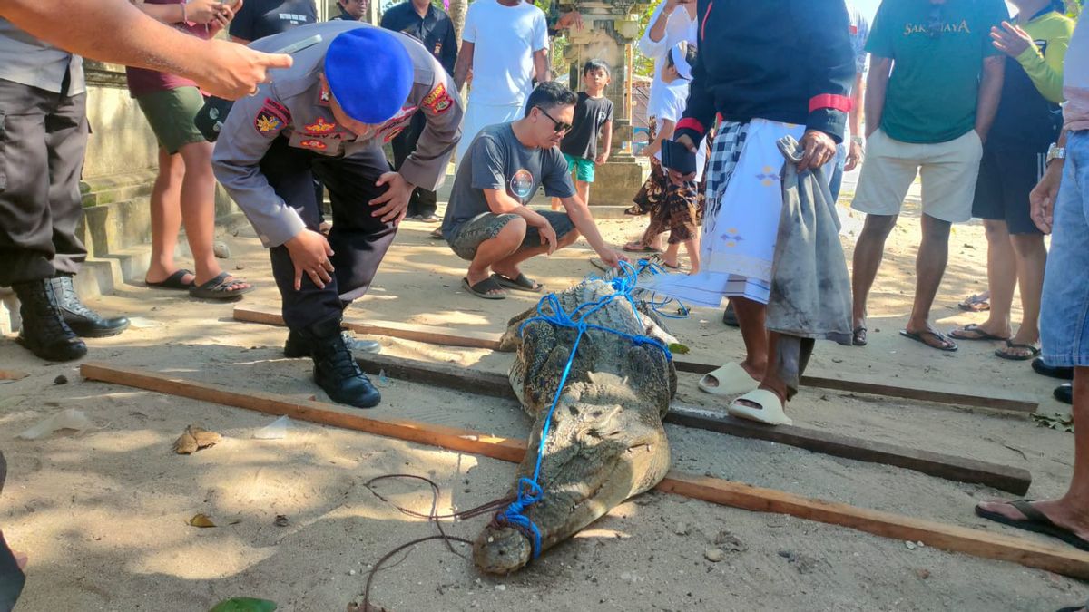 تمساح كبير يظهر على شاطئ ليجيان في بالي ، يشتبه في أنه من تاهورا نجوراه راي