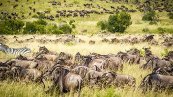 Four Alternative Safari Destinations Apart From Africa For Wildlife Lovers