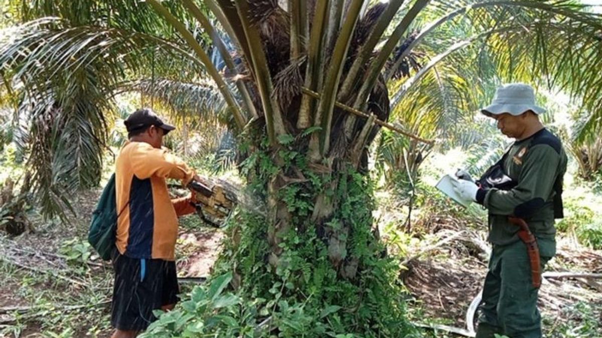 The Ministry of Social Affairs Team Captures a Forest Perambulator in the Elephant Corridor at TWA Seblat