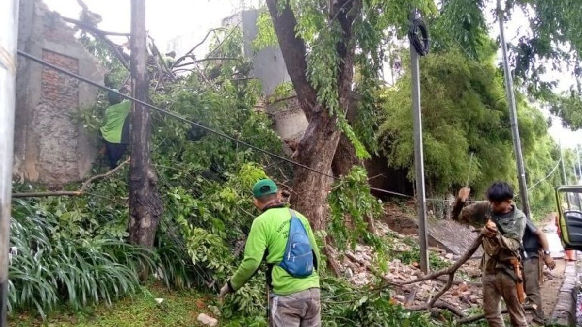 梅雨の季節に木が倒れるのを防ぎ ジャクバル地域の何百もの