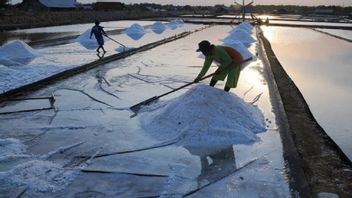 Marine Affairs And Fisheries Minister Trenggono Encourages The Cooperation To Increase Local Salt Selling Power
