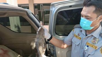 南カリマンタン検疫センターが南スラウェシ州を対象に数千キログラムの魚を検査する