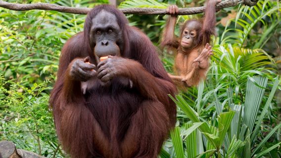 San Diego Zoo Provides Experimental COVID-19 Vaccine For Great Apes