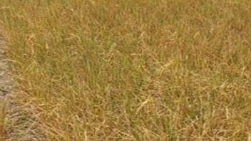 爆巴纳未能收获的数百公顷稻田
