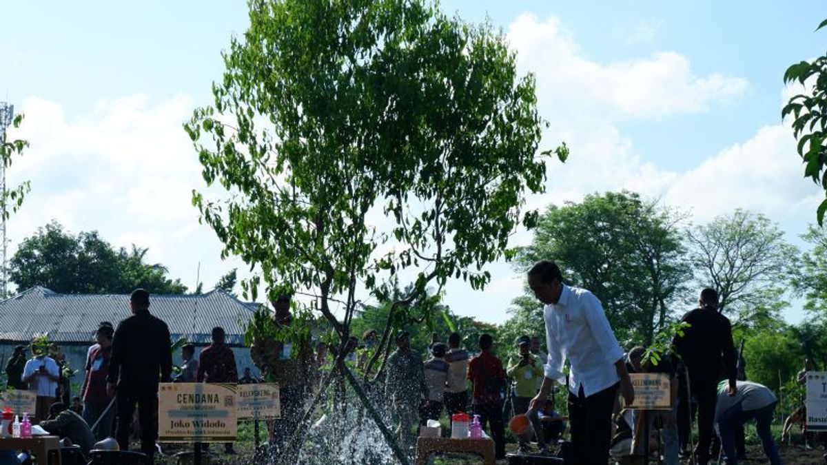 Jokowi Invites The Community To Preserve The Endemic Tree Of NTT Cendana