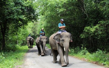 Menyapa Kembali Gajah-gajah Sumatera di Taman Nasional Way Kambas