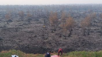 KLHK Seals 6 Locations Of Forest And Land Fires In South Sumatra